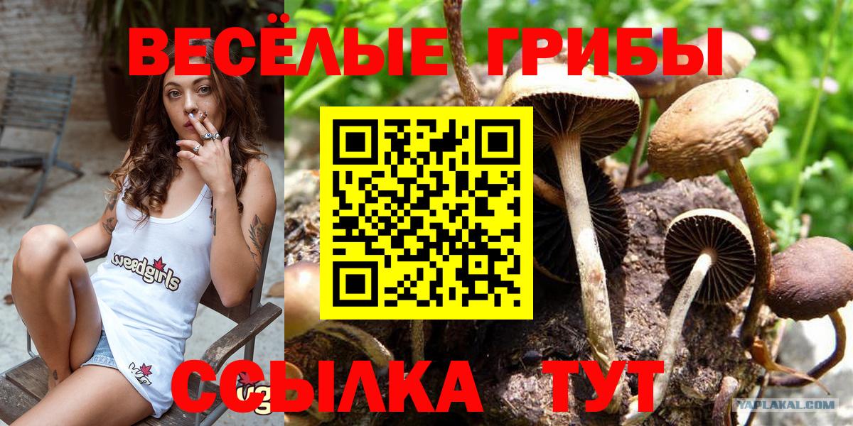 Псилоцибиновые грибы мицелий Кохма